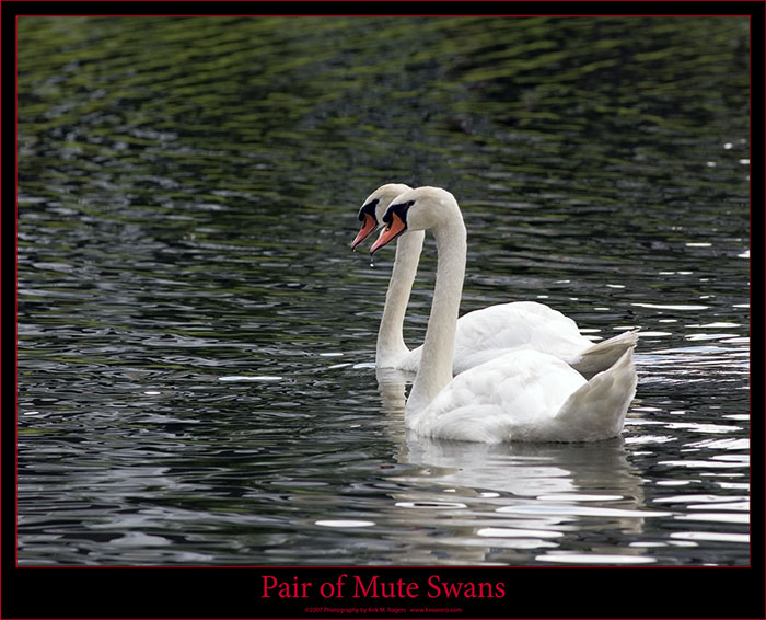 Mute Swans