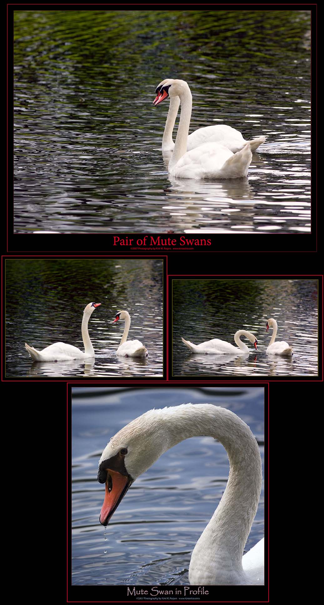 Mute Swans