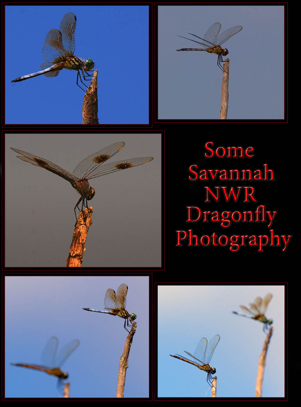 Dragonflies