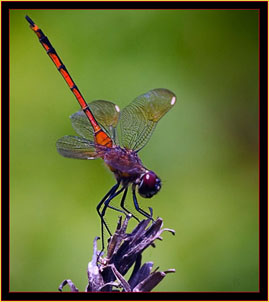 Dragonfly