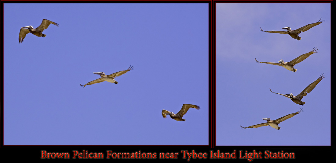 Brown Pelican Formations