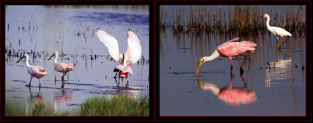 Spoonbill Images, one with a Snowy Egret in the background