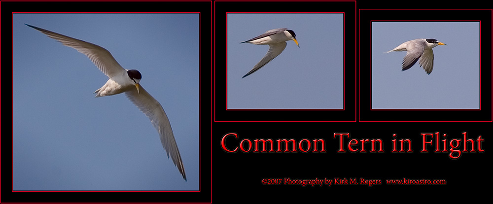 Common Tern Flight Images