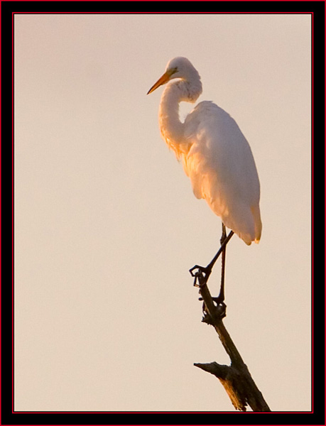 Great Egret