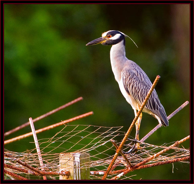 An Adult Yellow-crowned Night Heron