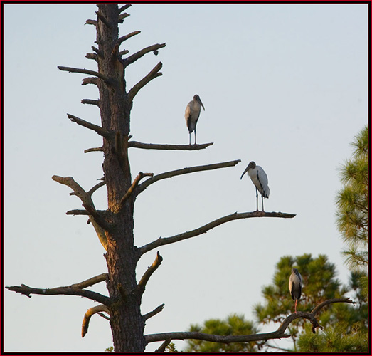 Perched Wood Storks