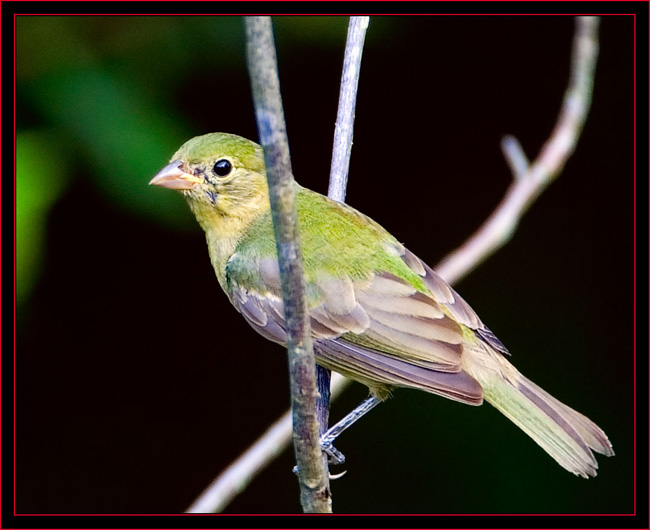 Painted Bunting