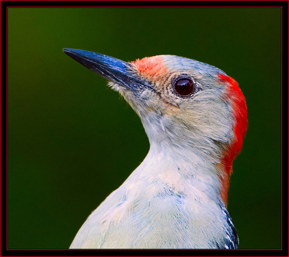 Red-bellied Woodpecker Up Close