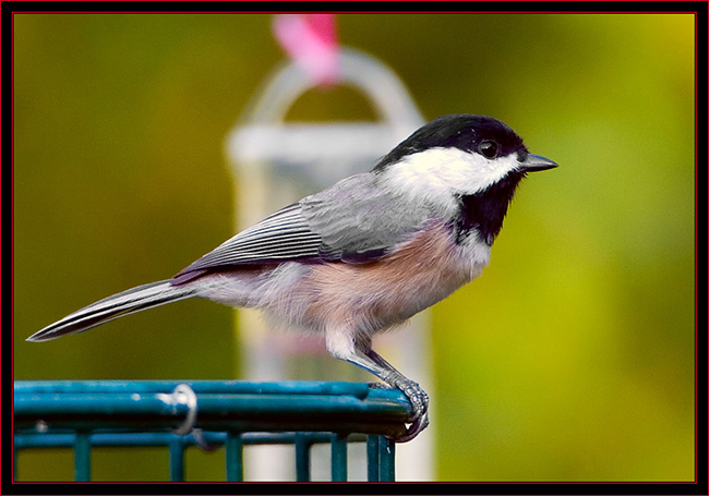 Carolina Chickadee