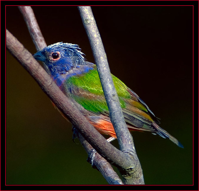 Male Painted Bunting