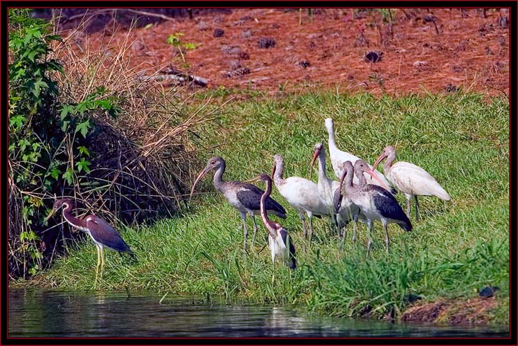At The Rookery - White Ibis & Tricolored Herons