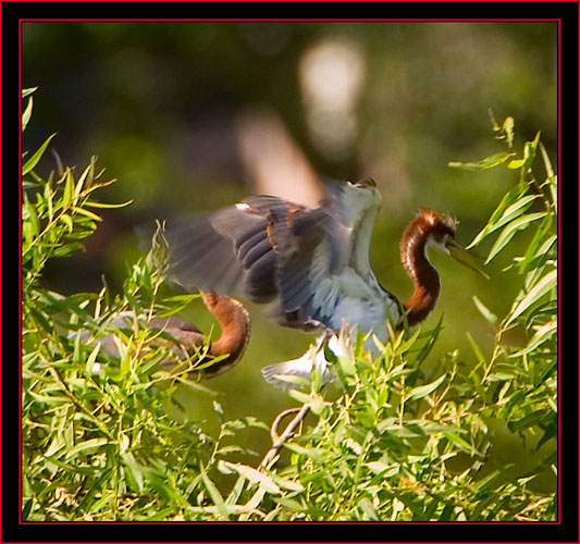 Tricolored Herons