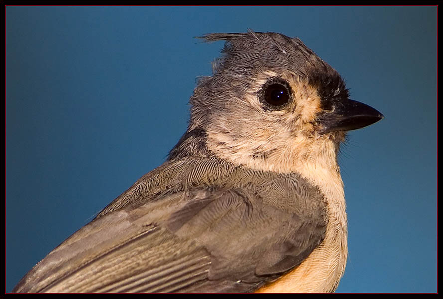 Tufted Titmouse Up Close