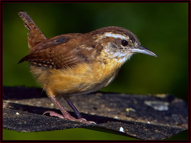 Carolina Wren