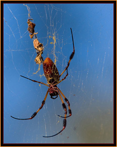 Golden Silk Spider - Link to Photojournal