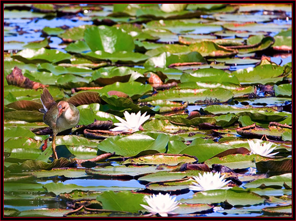 Immature Gallinule