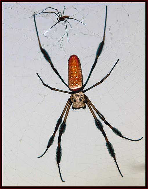 Wood Spider with Company