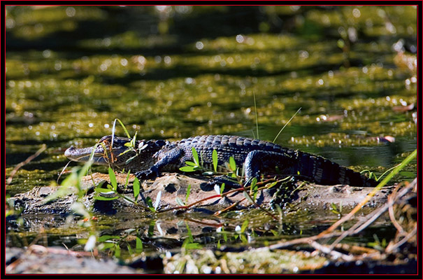 American Alligator Sunning