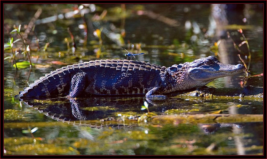 Gator with a Passenger