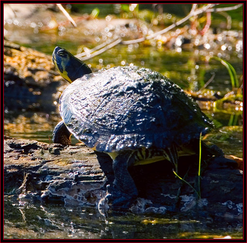 Swamp Turtle