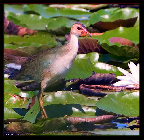 Purple Gallinule on the Lily-pads