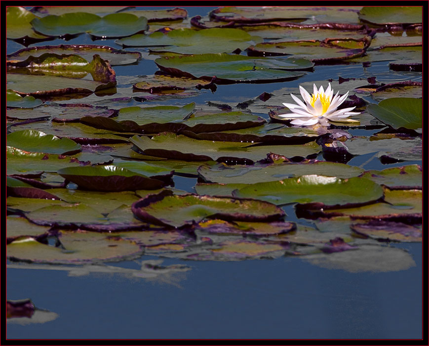 Refuge Lily-pads