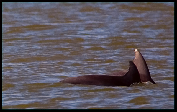 Dolphins