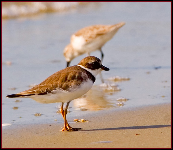 Semipalmated Plover on the Beach