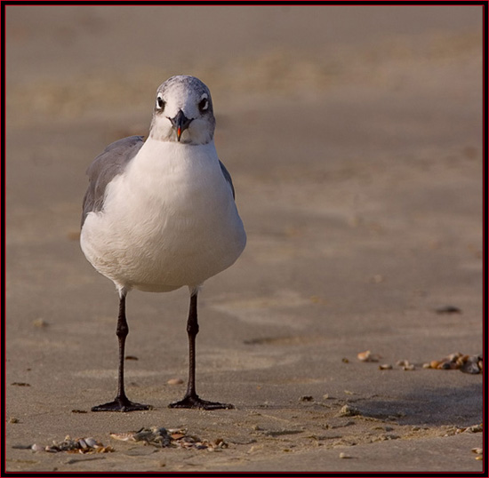 Laughing Gull