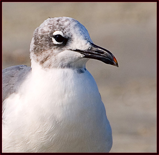 Laughing Gull Headshot