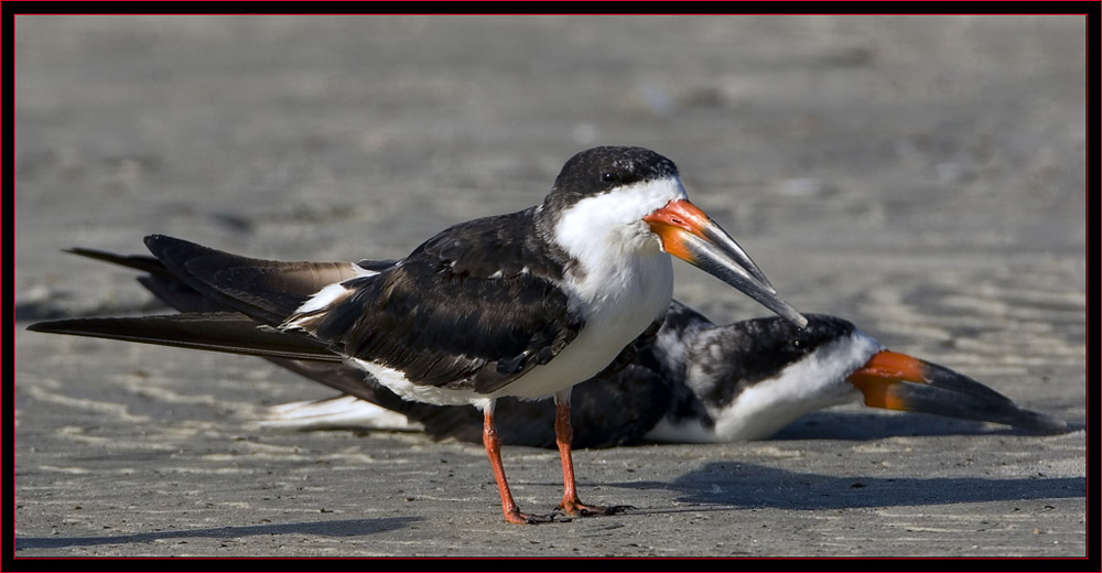 Black Skimmers