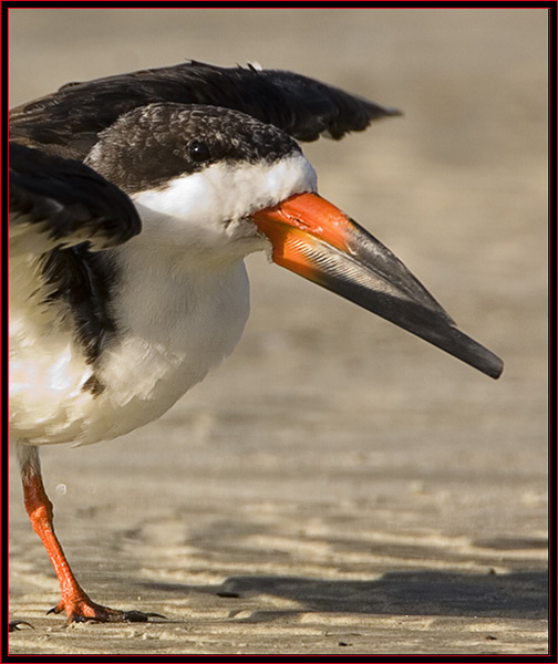 Black Skimmer