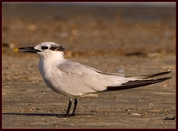 Sandwich Tern