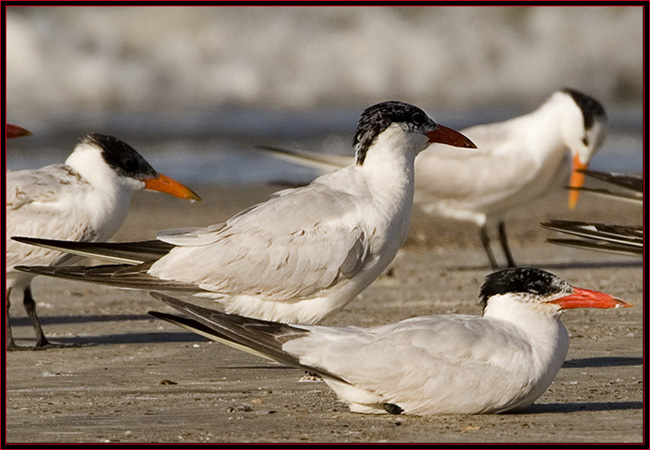 Caspian Terns