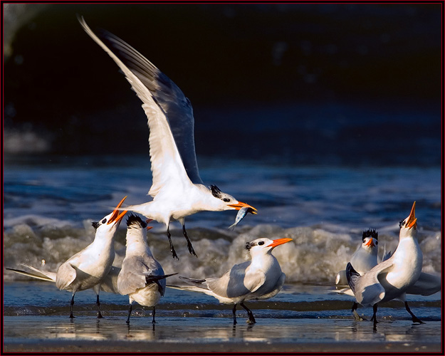 Royal Terns