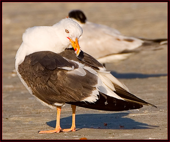 Lesser Black-backed Gull