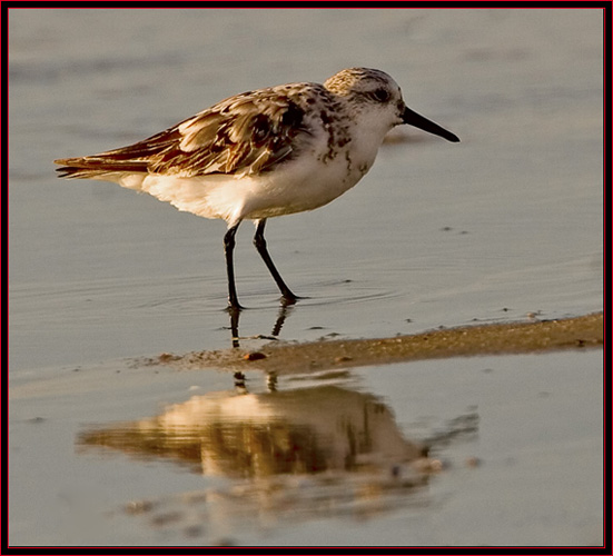 Sanderling