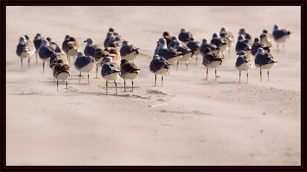 Birds in the Wind