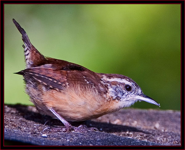 Carolina Wren