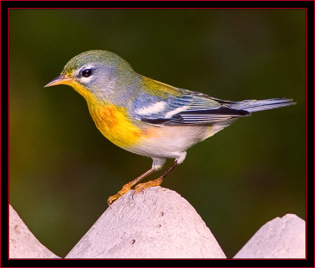 Northern Parula