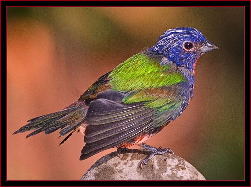 Male Painted Bunting