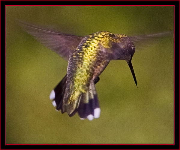 Ruby-throated Humingbird