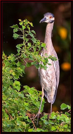 Yellow-crowned Night Heron