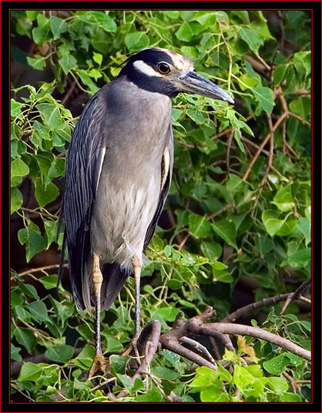 Yellow-crowned Night Heron