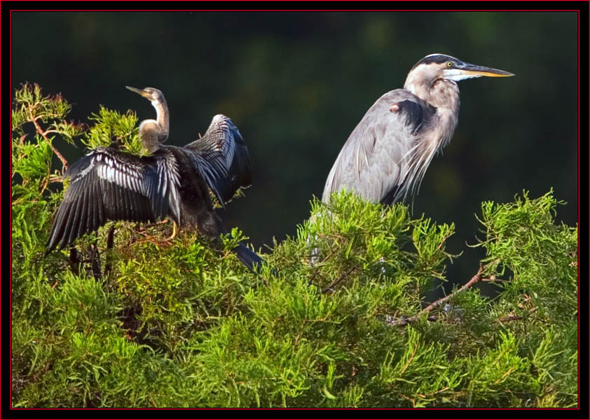 Anhinga & Great Blue Heron Sharing a Branch