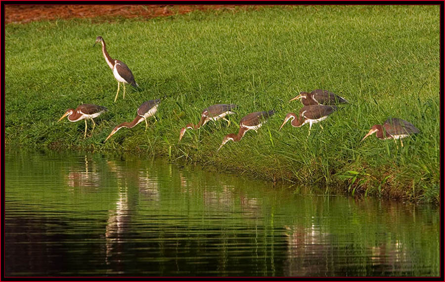 Tricolored Herons