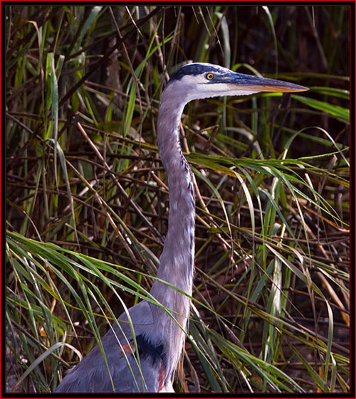 Great Blue Heron