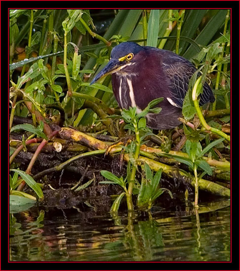 Green Heron Fishing