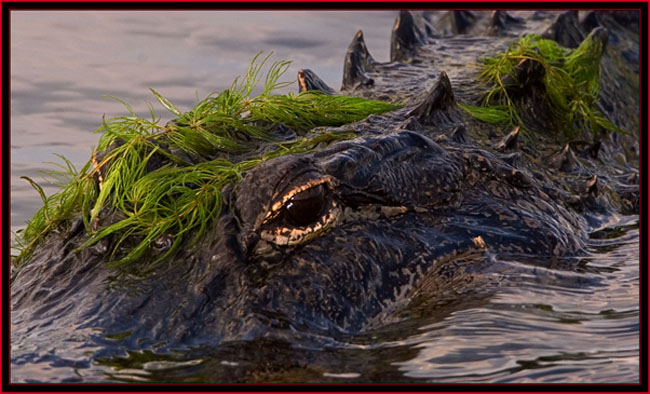 American Alligator