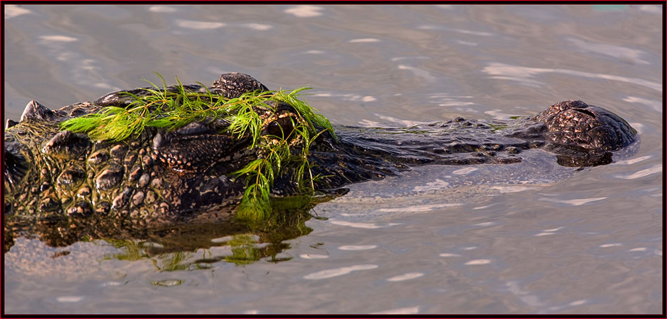 Gator in Camouflage